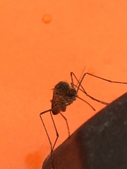Culiseta alaskaensis