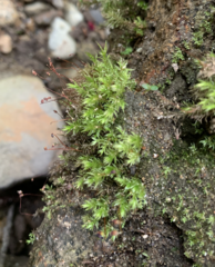 Pohlia longibracteata