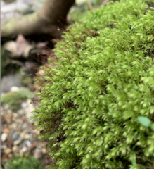 Pohlia longibracteata