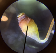 Pohlia longibracteata