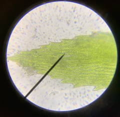 Pohlia longibracteata