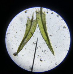 Pohlia longibracteata