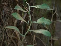 Pothos scandens