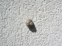 Helix figulina