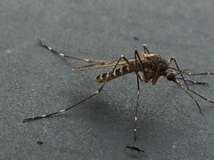 Culiseta alaskaensis