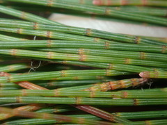 Allocasuarina thalassoscopica