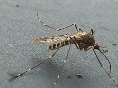 Culiseta alaskaensis
