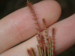 Allocasuarina thalassoscopica