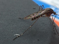 Culiseta alaskaensis