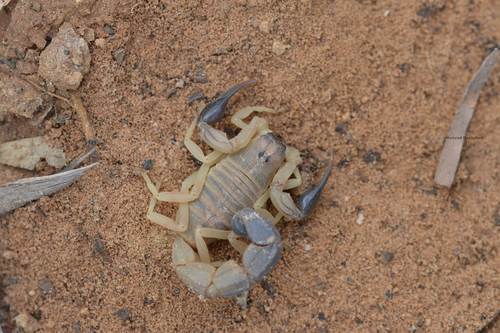 Androctonus australis · iNaturalist