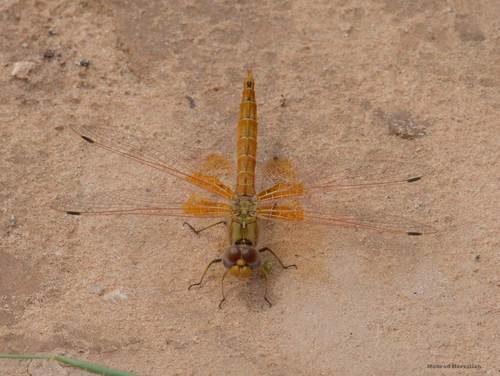 Orange-winged Dropwing