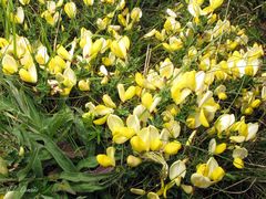 Cytisus commutatus