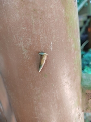 Phaedusini