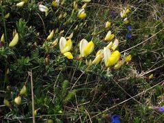 Cytisus commutatus