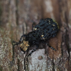 Platyrhinus resinosus