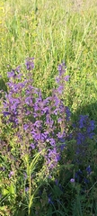 Salvia pratensis