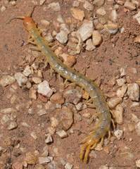 Scolopendra cingulata