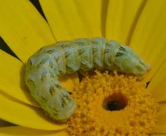 Cucullia chamomillae