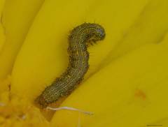 Heliothis peltigera