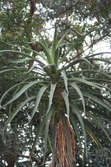 Aloidendron barberae