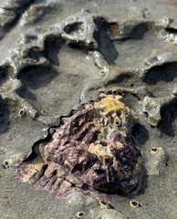 Saccostrea