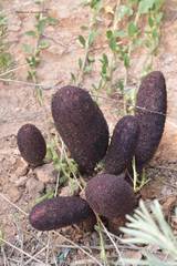 Cynomorium coccineum