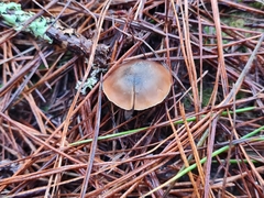 Psilocybe aucklandiae