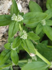 Spermacoce mauritiana