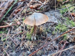 Psilocybe aucklandiae