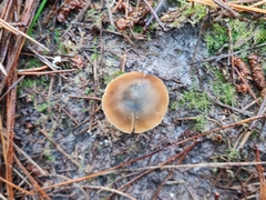 Psilocybe aucklandiae