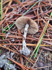 Psilocybe aucklandiae