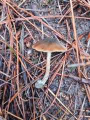 Psilocybe aucklandiae