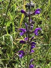Salvia pratensis