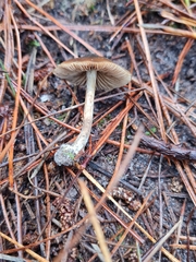 Psilocybe aucklandiae