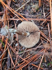 Psilocybe aucklandiae