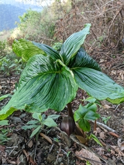 Arisaema costatum