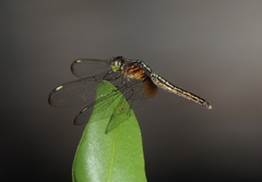 Neurothemis oligoneura