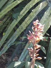 Eulophia zollingeri