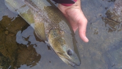 Salmo marmoratus