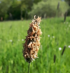 Alopecurus pratensis pratensis