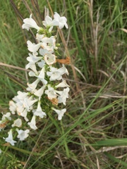 Penstemon tubaeflorus