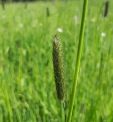 Alopecurus pratensis pratensis