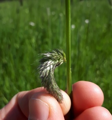 Alopecurus pratensis pratensis