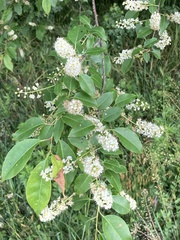 Prunus serotina