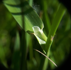 Alopecurus pratensis pratensis