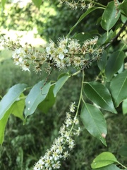 Prunus serotina