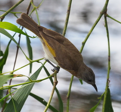Conopophila albogularis