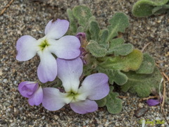 Matthiola tricuspidata