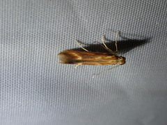 Metzneria aprilella
