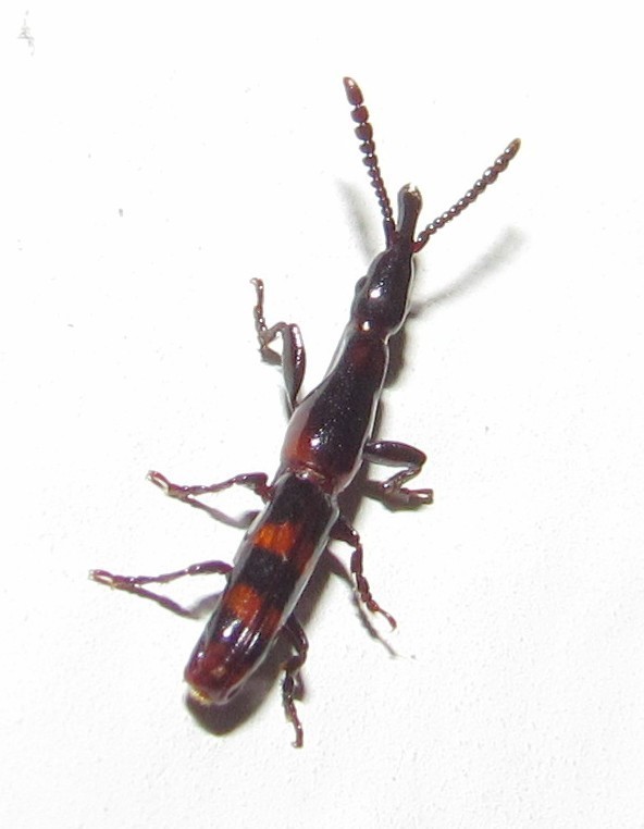 Taphroderopsis